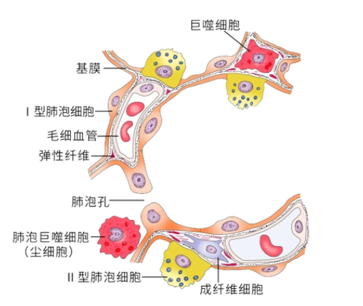 肺泡上皮細胞-解鎖肺部疾病研究和藥物篩選新模型