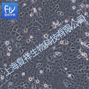 HEC-1-A 人子宮內膜癌細胞 ATCC HTB-112