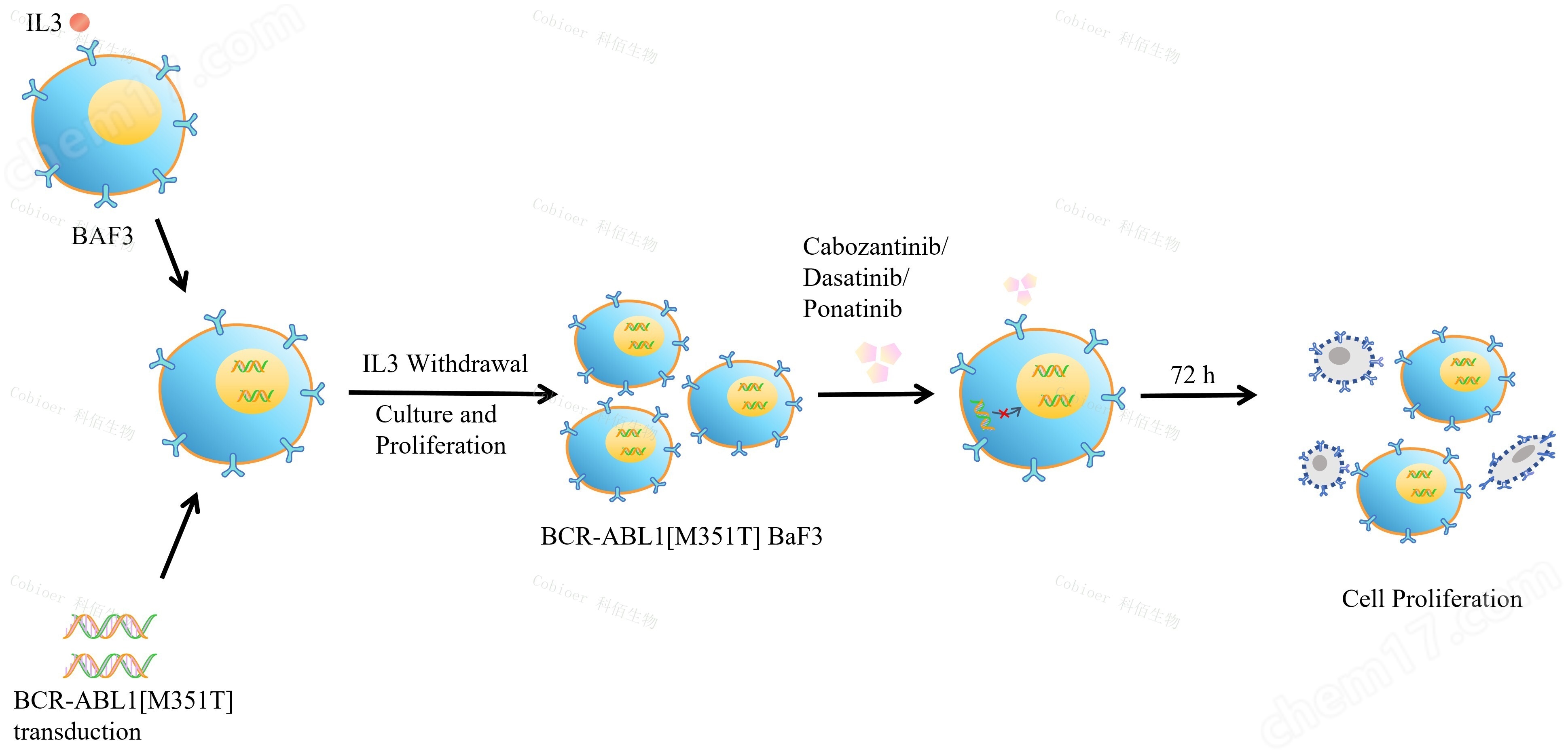 原理-73323.jpg BCR-ABL1 M351T/BaF3