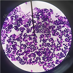 嗜甘氨酸棒桿菌ATCC 21341/Corynebacterium glyciniphilum
