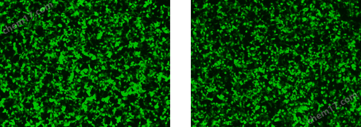 Hieff Trans® Universal Transfection Reagent