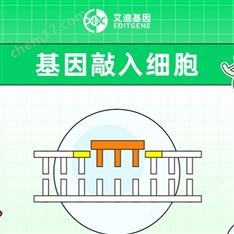 基因敲入細胞