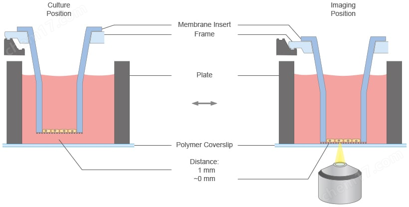 7.png 多孔膜細(xì)胞培養(yǎng)小室專用共聚焦24孔培養(yǎng)板