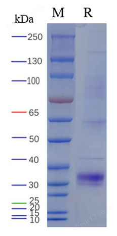 Recombinant Biotinylated Human OX40L Protein,His-Avi Tag