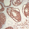 beta 1 Sodium Potassium ATPase rabbit pAb