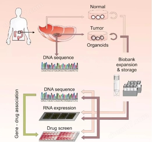 類器官芯片培養系統