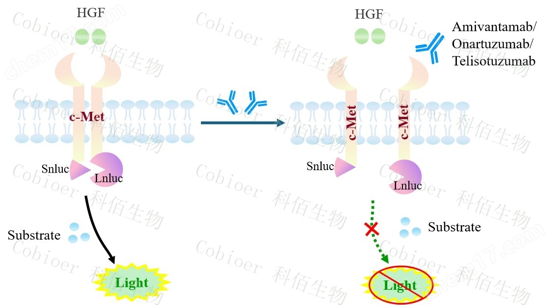 MET Dimerization CHO