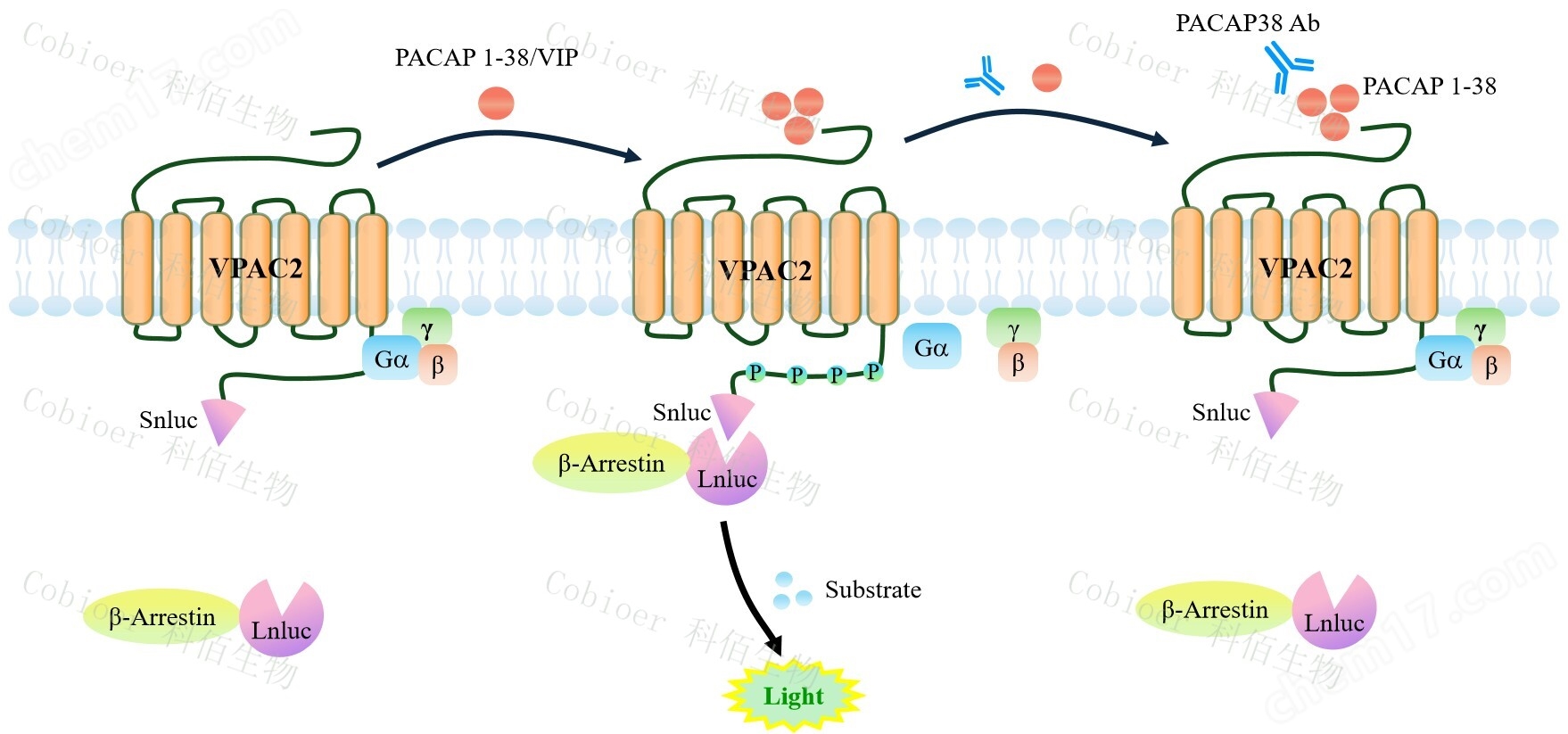 VPAC2 β-Arrestin CHO