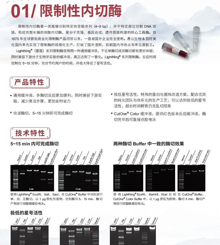 限制性內(nèi)切酶.png