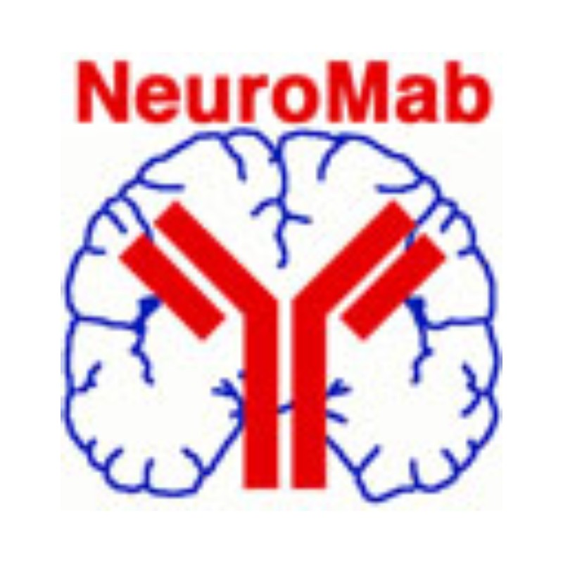 NeuroMab PSD-95抗體（K28/43）75-028 檢測(cè)PSD-95蛋白表達(dá)