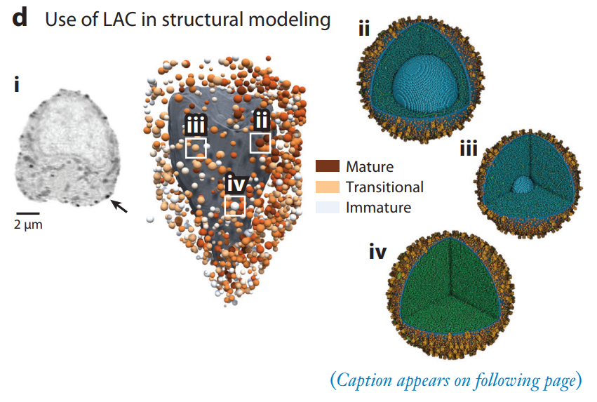 從無膜細胞器到寄生蟲運動，軟 X 射線成像技術破解細胞生物學多元難題！