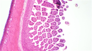 生物显微镜MHL2800和细胞工厂显微镜MH-3CF走进浙江某生物企业