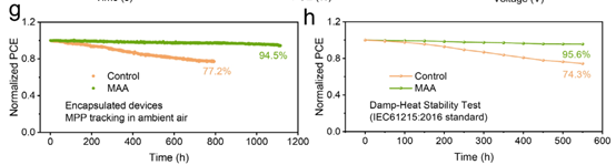 華中科大陳煒： MAA創(chuàng)新策略突破大面積鈣鈦礦25.52%