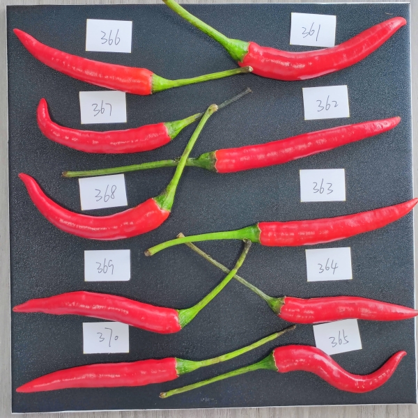 采集辣椒900-1700nm光譜數(shù)據(jù)（目的：辣度評(píng)級(jí)）