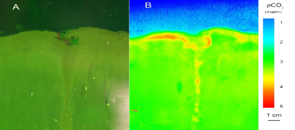 平面光極技術(shù)在 CO?監(jiān)測中的核心應(yīng)用與技術(shù)解析