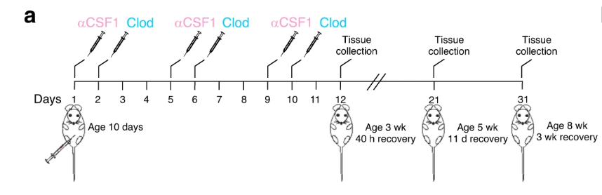 睾丸巨噬细胞Clodronate Liposomes氯膦酸盐脂质体清除文献参考解决方案