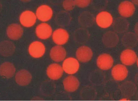 image.png 賽默飛世爾Thermo Fisher微粒微球 產品介紹