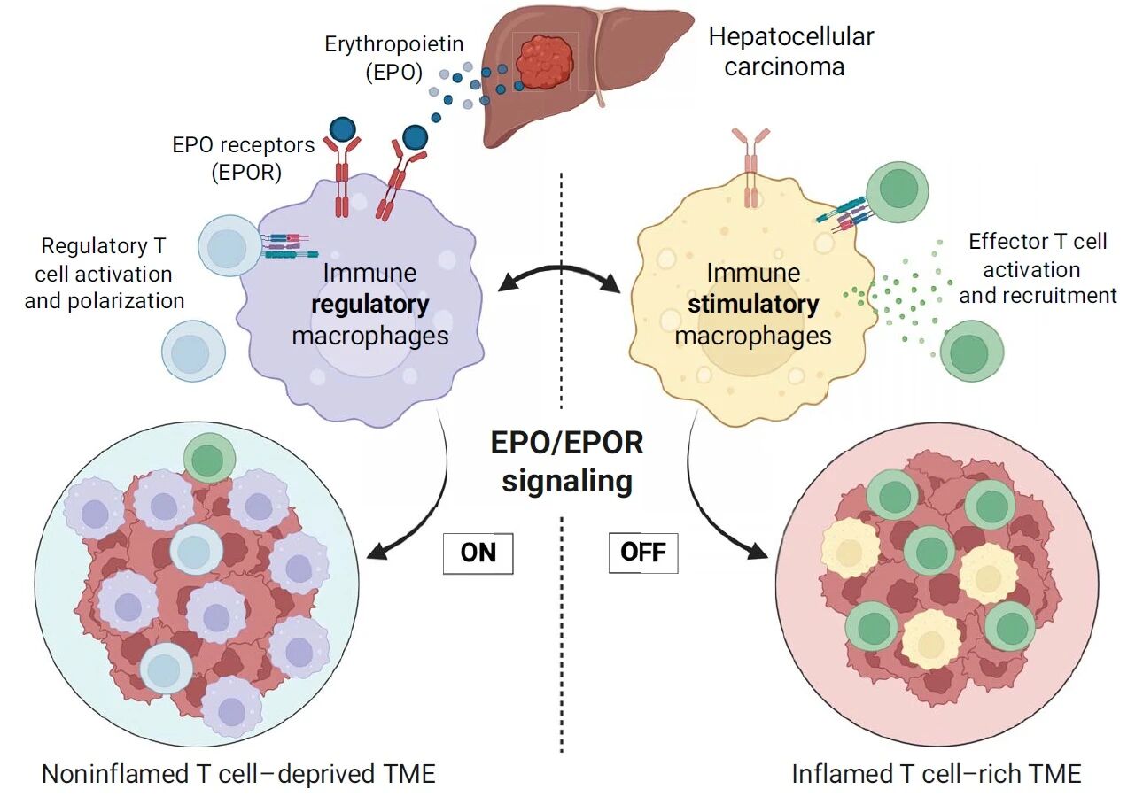 免疫荒漠.jpg 免疫荒漠.jpg