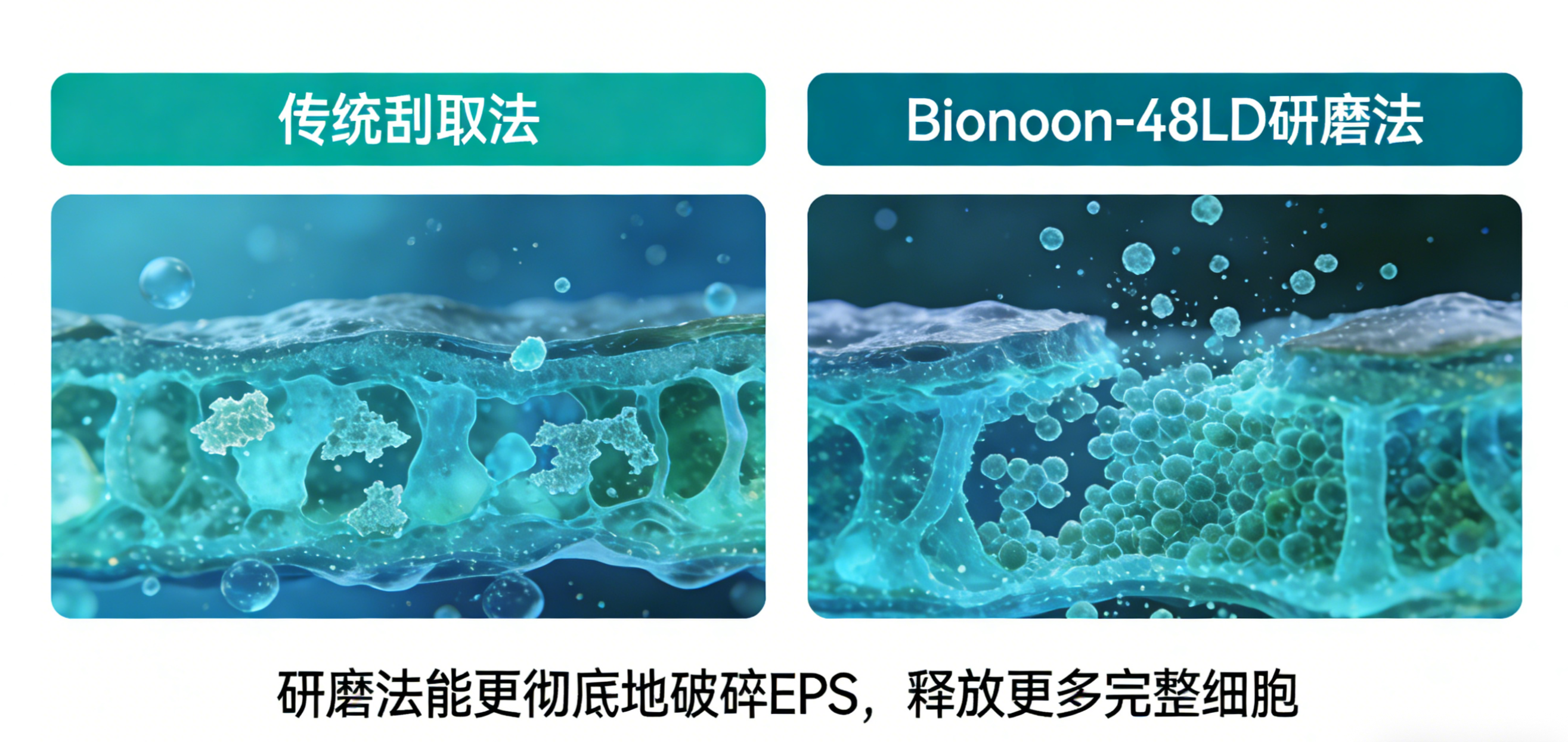 生成生物被膜对比图.png