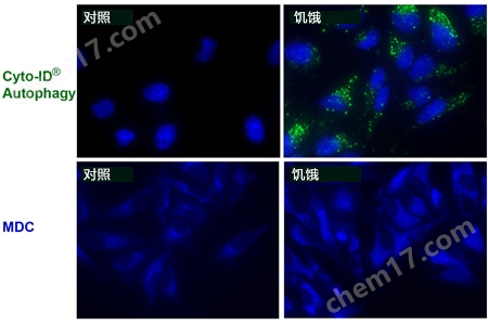 CYTO-ID® 自噬檢測試劑盒