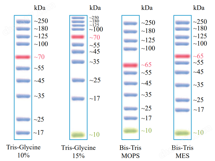 Biostep 預染蛋白Marker