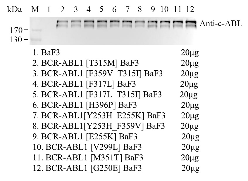 WB-73326.jpg BCR-ABL1 Y253H/E255K/BaF3 kinase細胞株